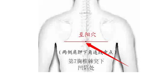 取穴:在背部,在脊背正中线第七,八胸椎棘突之间.