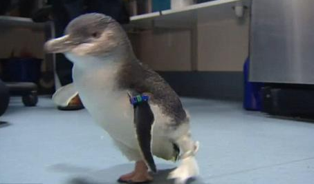 截肢小企鹅用上了3D打印假肢居然是这样子