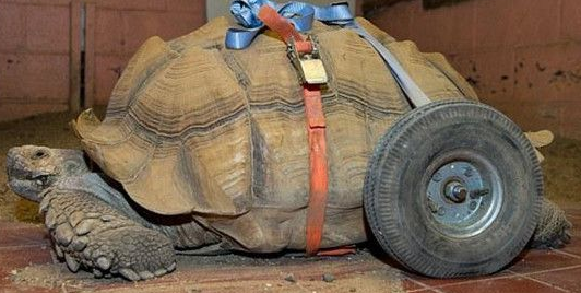 非洲患关节炎乌龟装配假肢