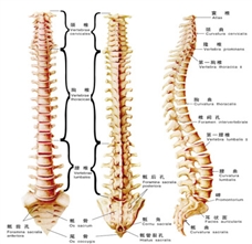 脊柱有七类人容易出问题